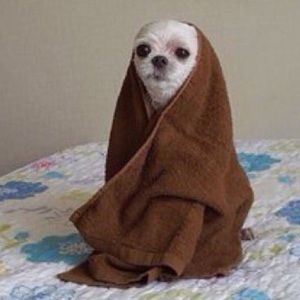 Meet your Posher, Alina